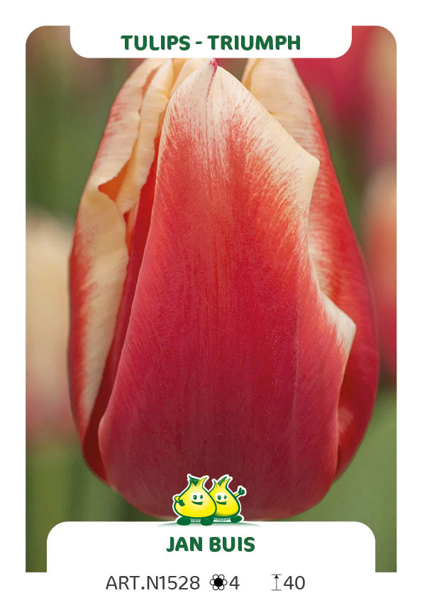 Tulpen Jan Buis