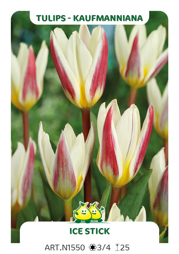 Tulp Ice Stick