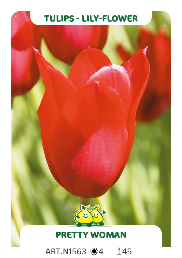 Tulp Pretty Woman