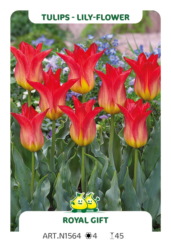Tulp Royal Gift