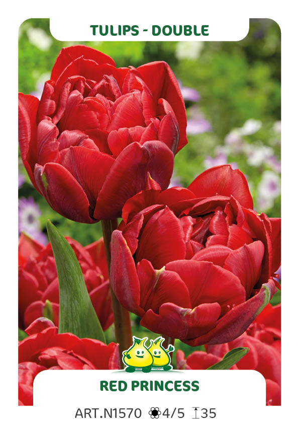 Tulp Red Princess