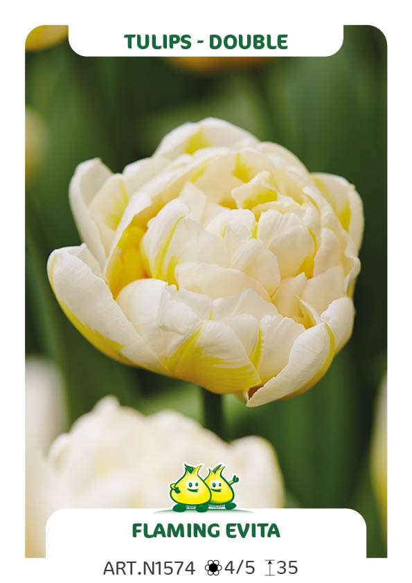 Tulp Flaming Evita