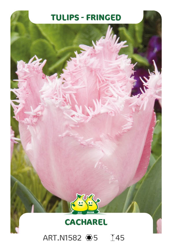 Tulp Cacharel