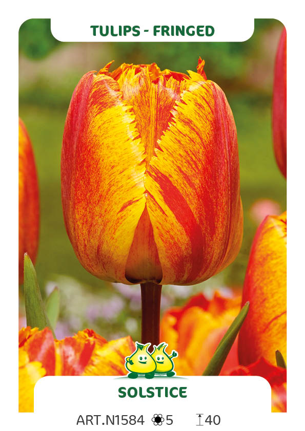 Tulp Solstice