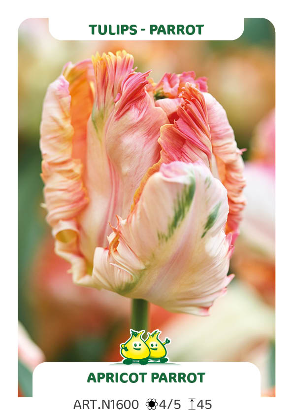 Tulp Apricot Parrot