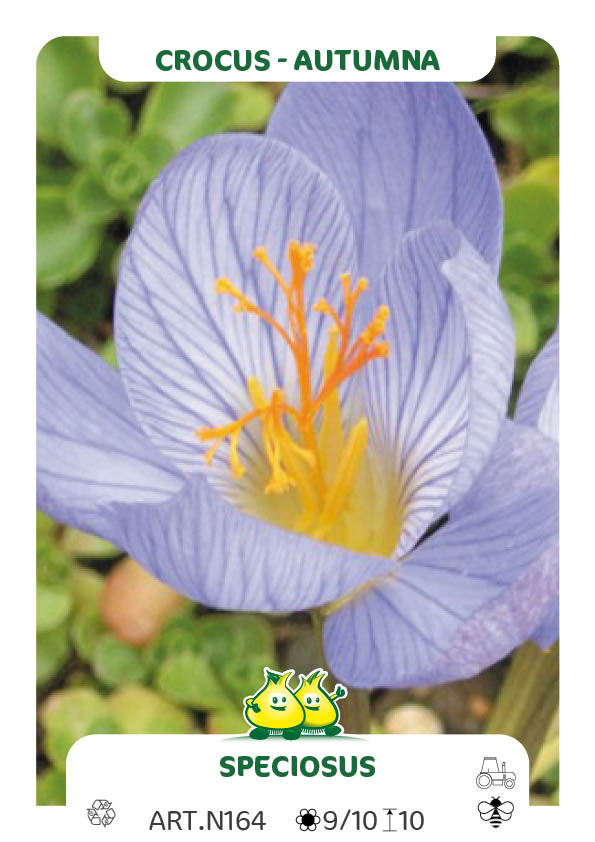 Crocus Speciosus ssp speciosus