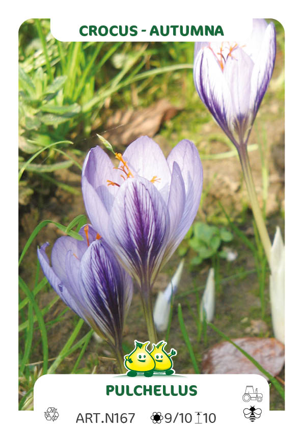 Crocus Cancellatus -SSP Cancellatus