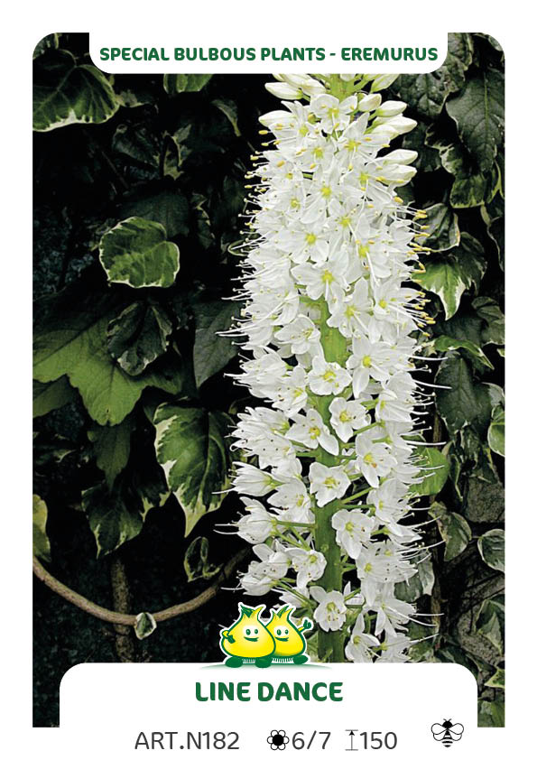 Eremurus Line Dance