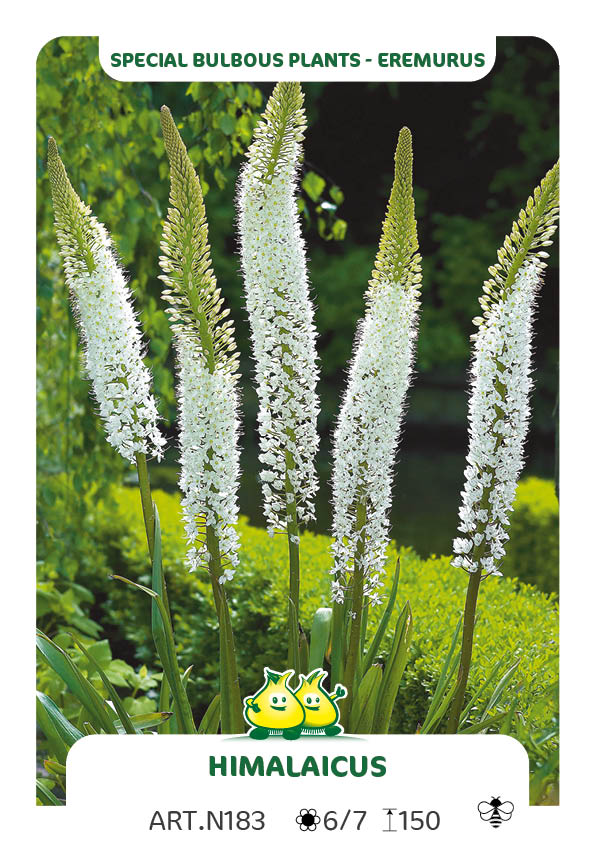 Eremurus Himalaicus