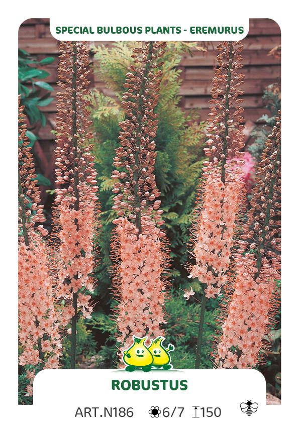 Eremurus Robustus