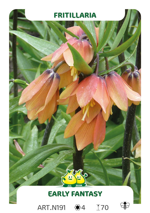 Fritillaria Argenteo Variegata