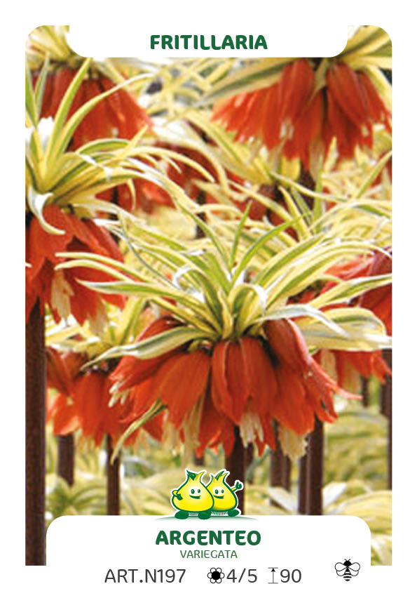 Fritillaria Argenteovariegata