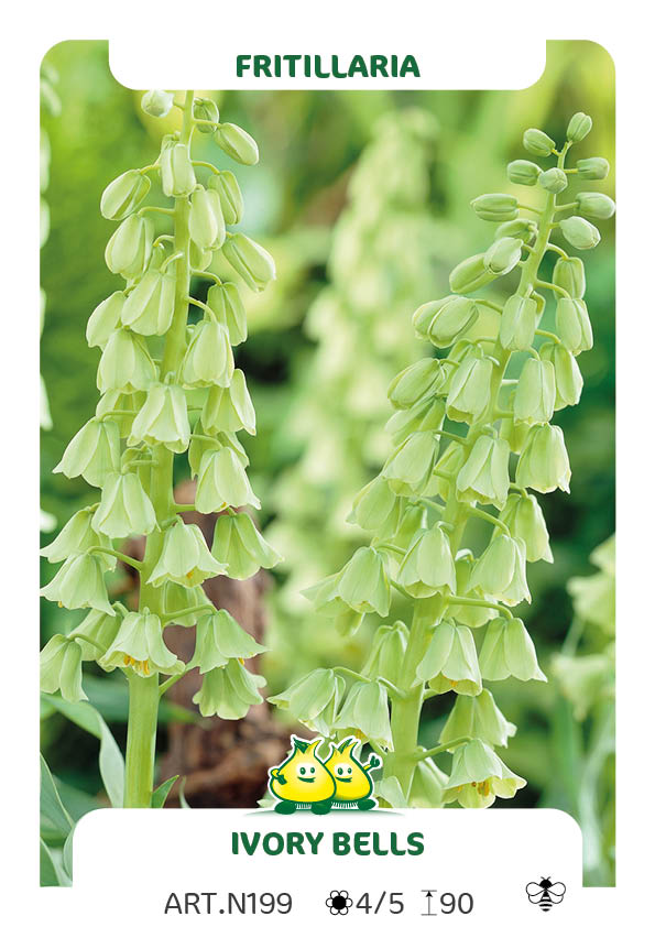 Fritillaria 'Ivory Bells'