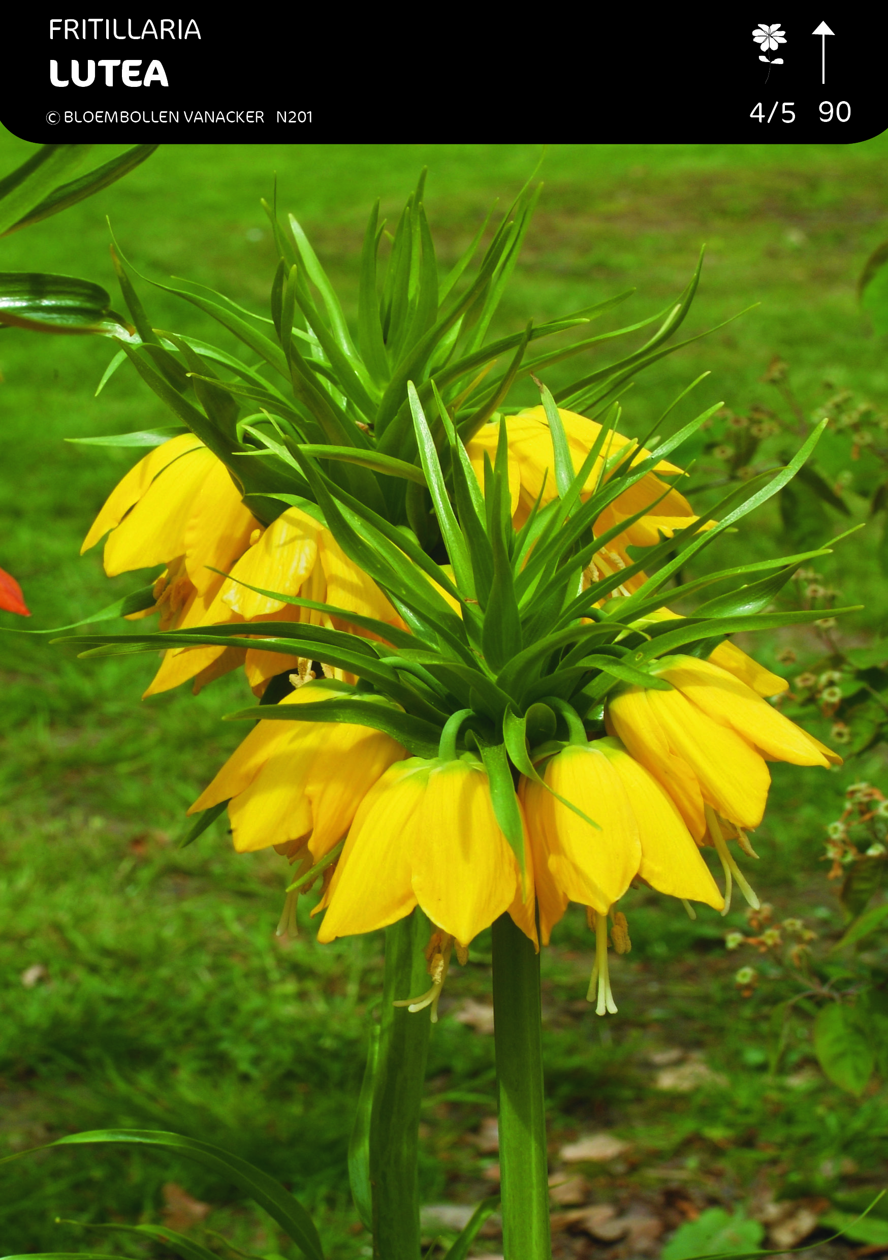 SHOWDOOS FRITULARIA - ALLIUM 5*10