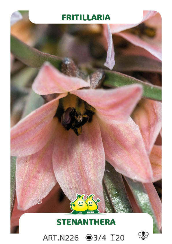 Fritillaria Stenanthera