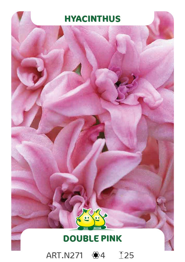 Hyacint Double Pink