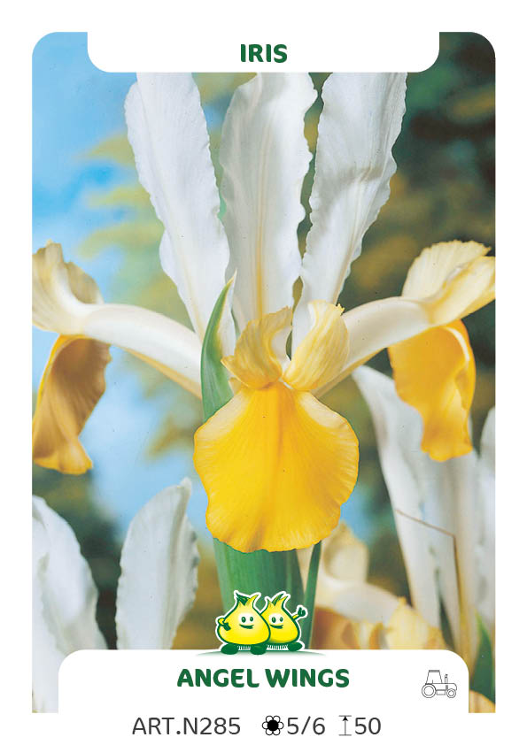 Iris Symphony (Angel Wings)