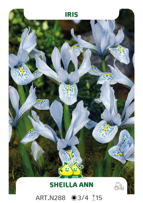 Bot. Iris Sheila Ann Germany