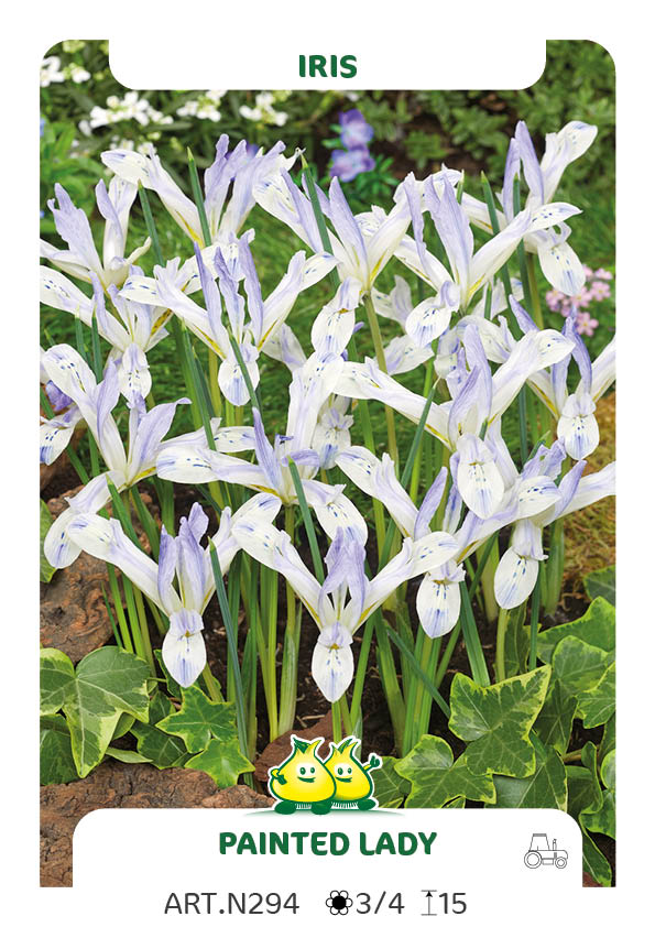 Bot. Iris Painted Lady