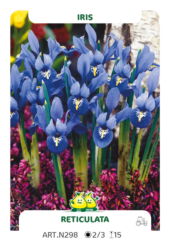 Bot. Iris Reticulata