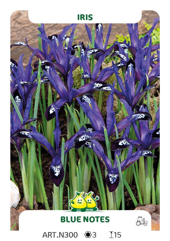 Iris Blue Notes