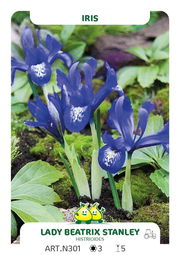 Iris Histrioides Lady Beatrix Stanley