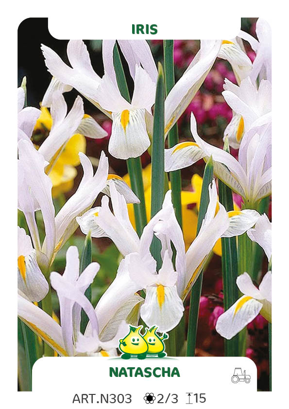 Bot. Iris Natascha