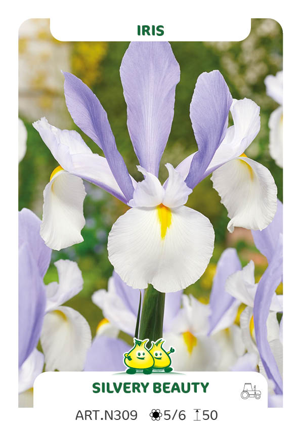 Iris Silvery Beauty