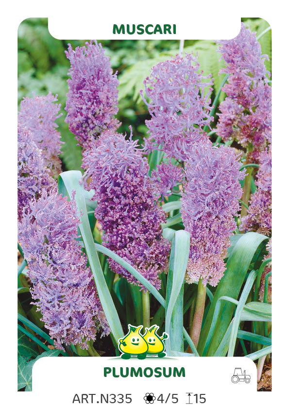 Muscari Plumosum
