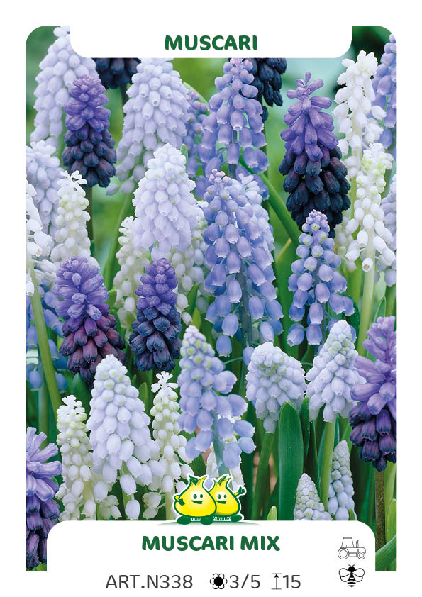 Muscari Mix (per veelvouden van 100 stuks)