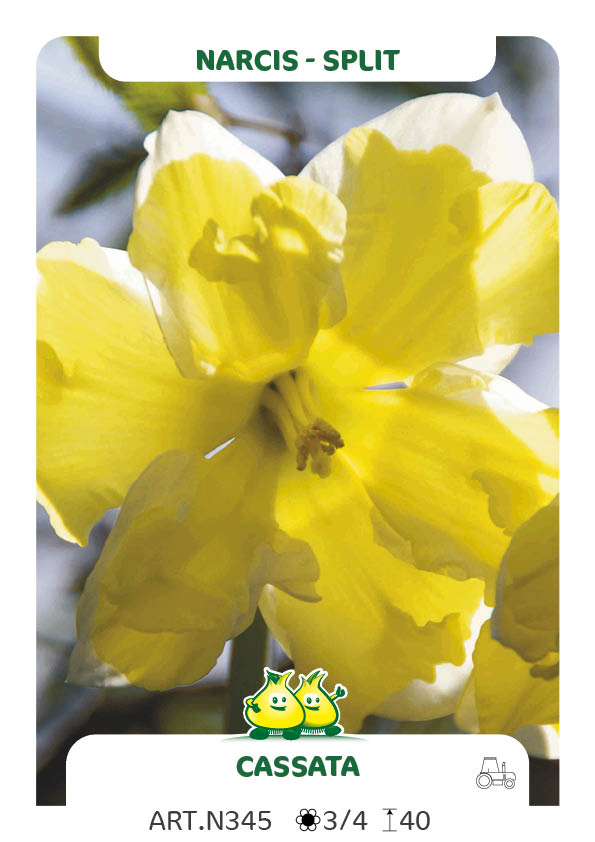 Narcis Cassata