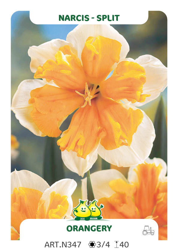 Narcis Orangery