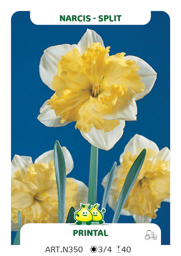 Narcis Printal