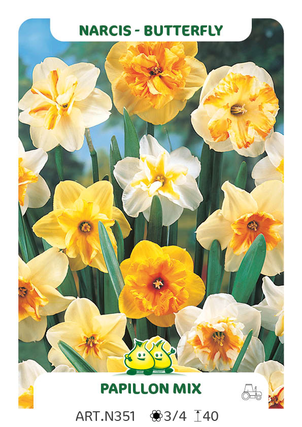Narcis Papilon Mix (per veelvouden van 100 stuks)