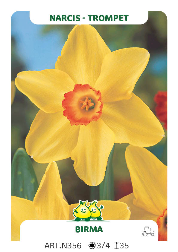 Narcis Birma