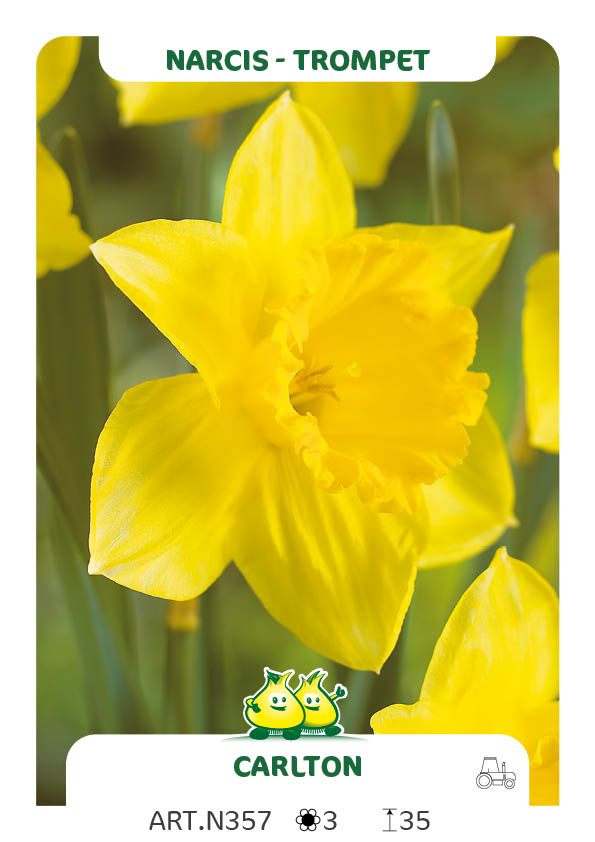 Narcis Carlton calibre 13/+