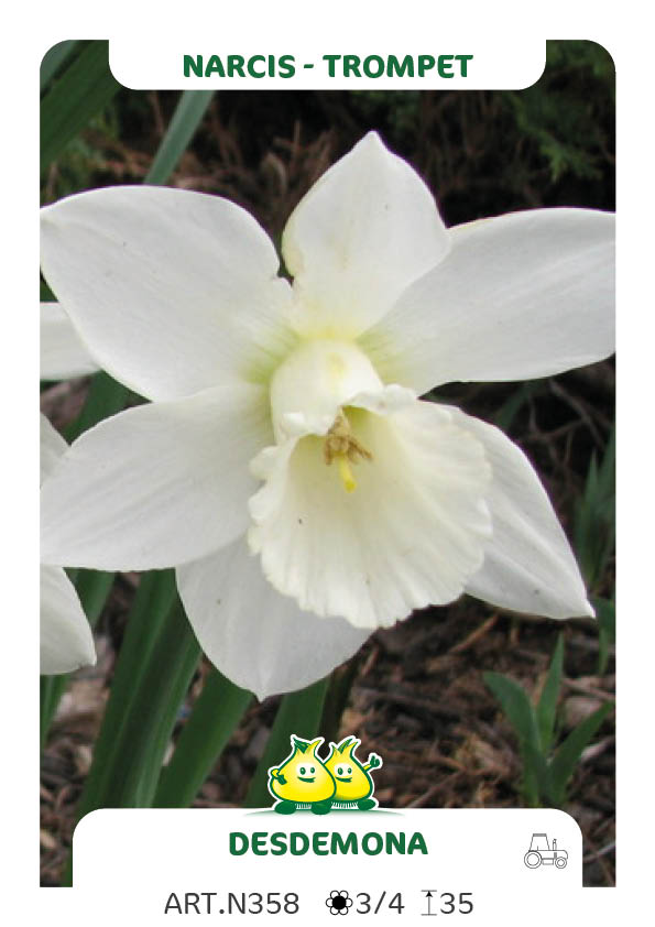 Narcis Desdemona