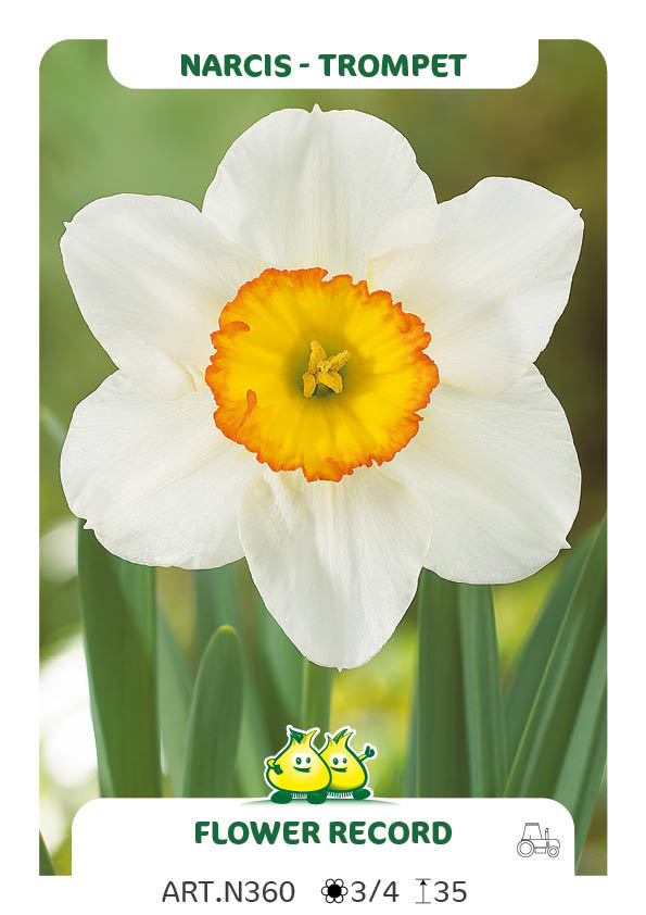 Narcis Flower Record
