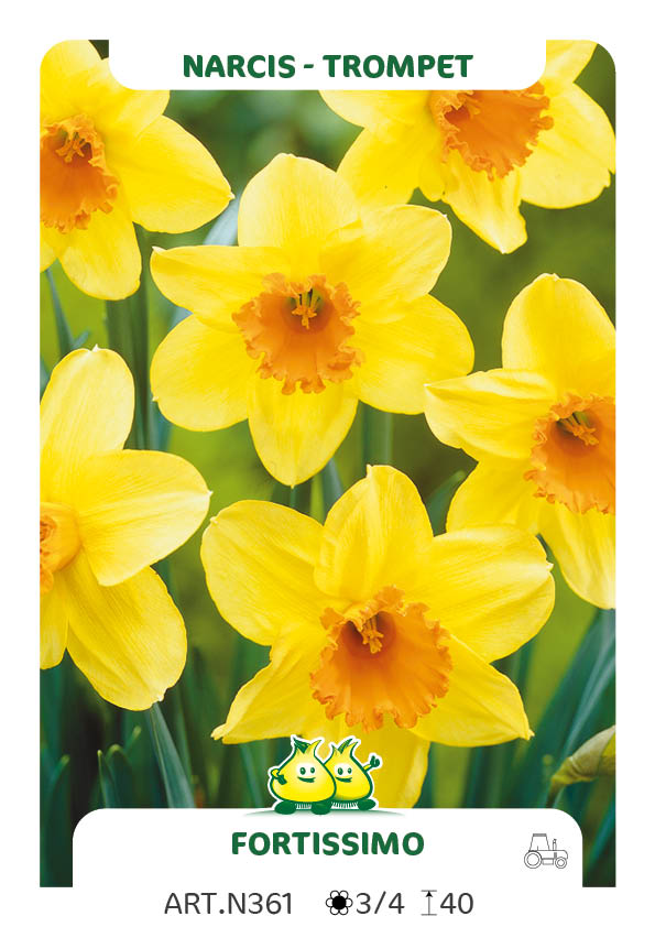 Narcis Fortissimo