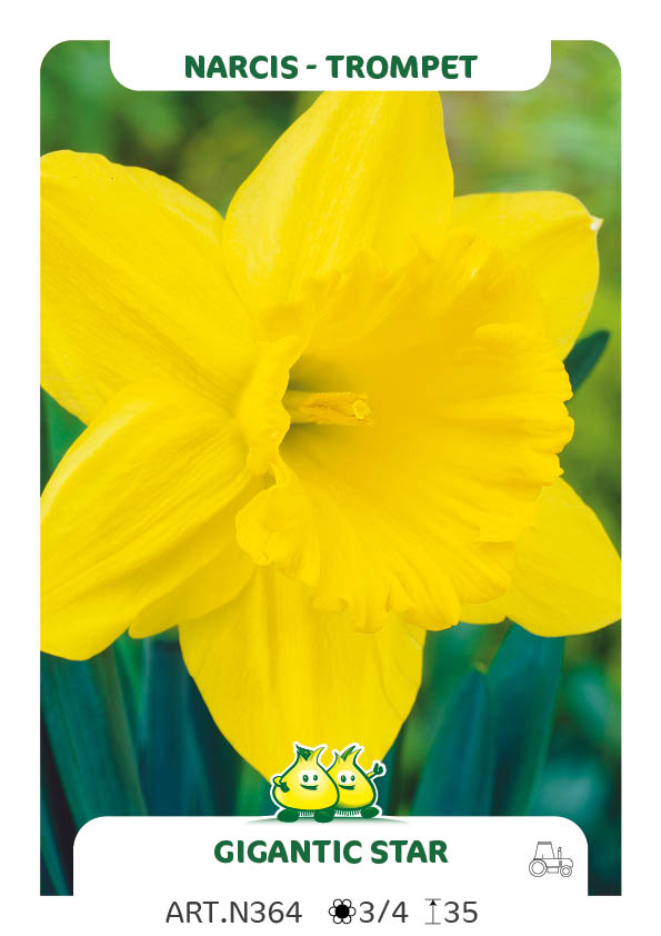 Narcis Gigantic Star