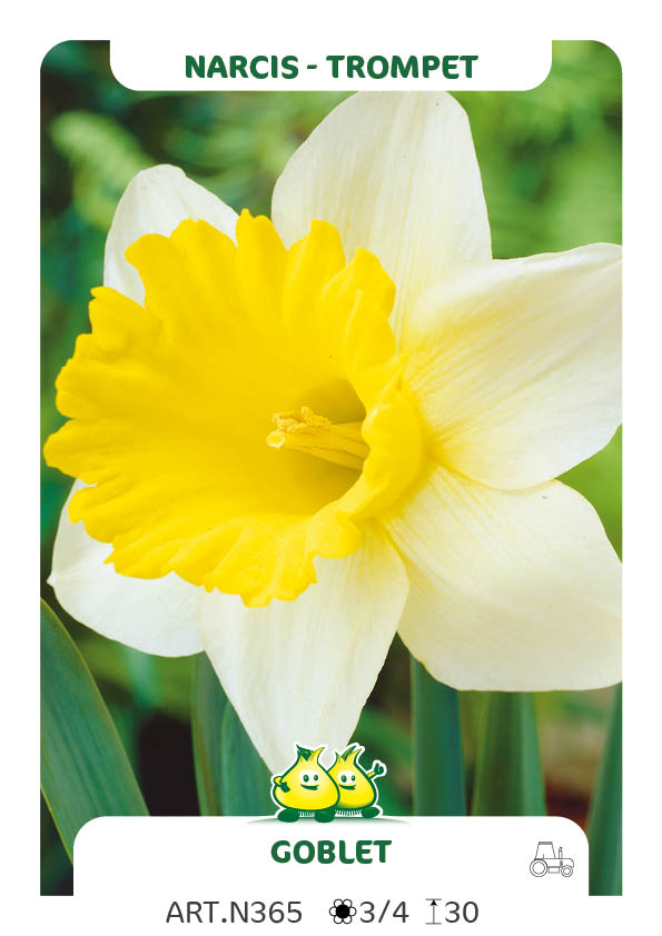 Narcis Goblet