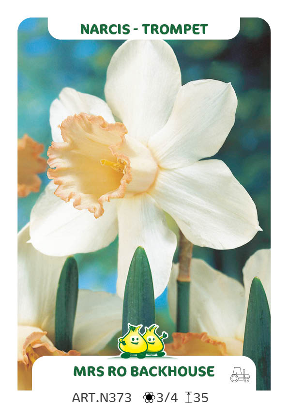 Narcis Mrs RO Backhouse