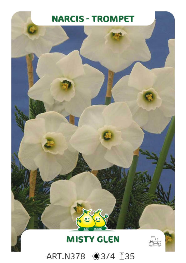 Narcis Misty Glen