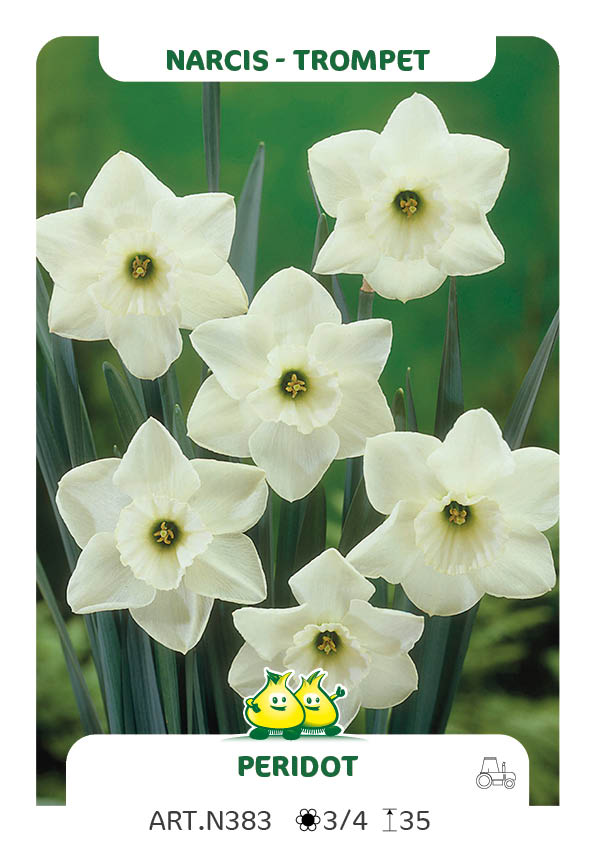 Narcis Peridot