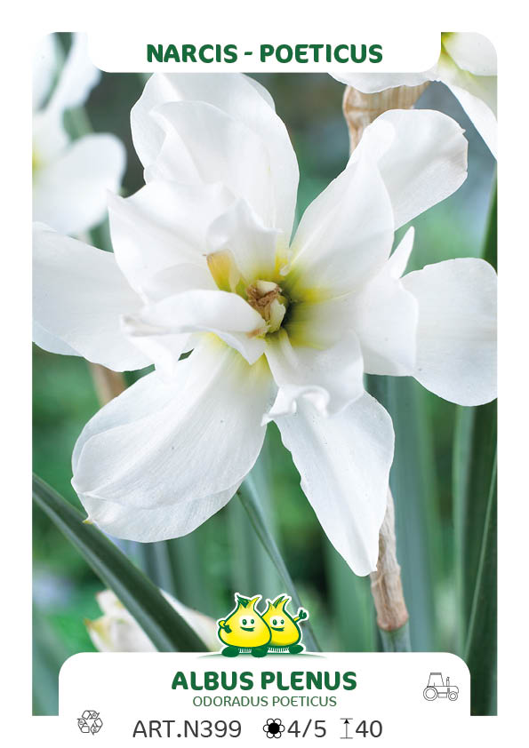 Narcis Albus Plenus Odoradus