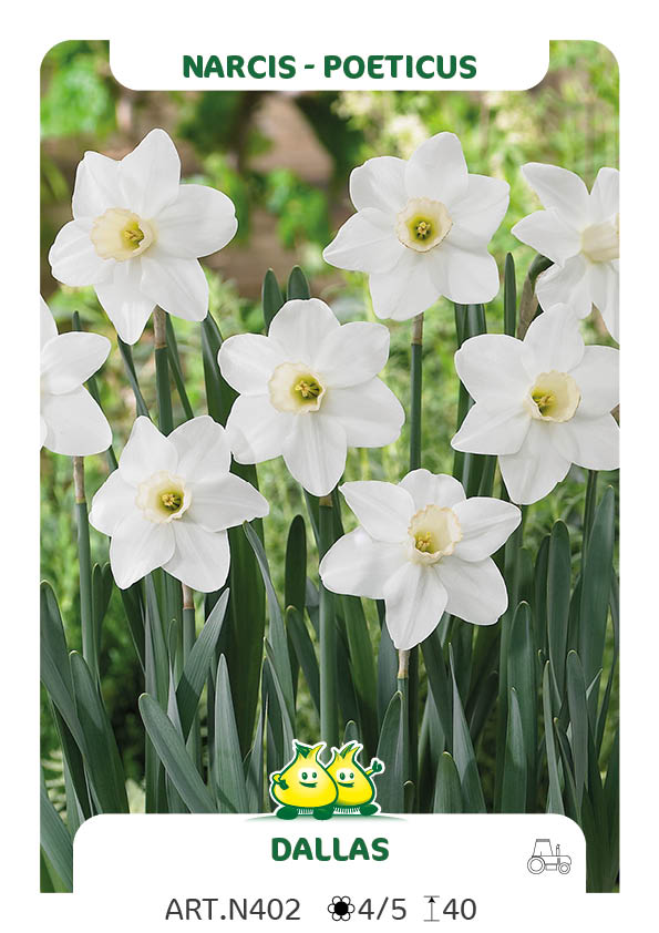 Narcis Dallas