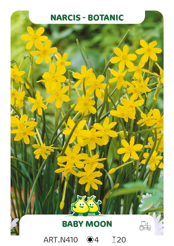 Narcis Baby Moon