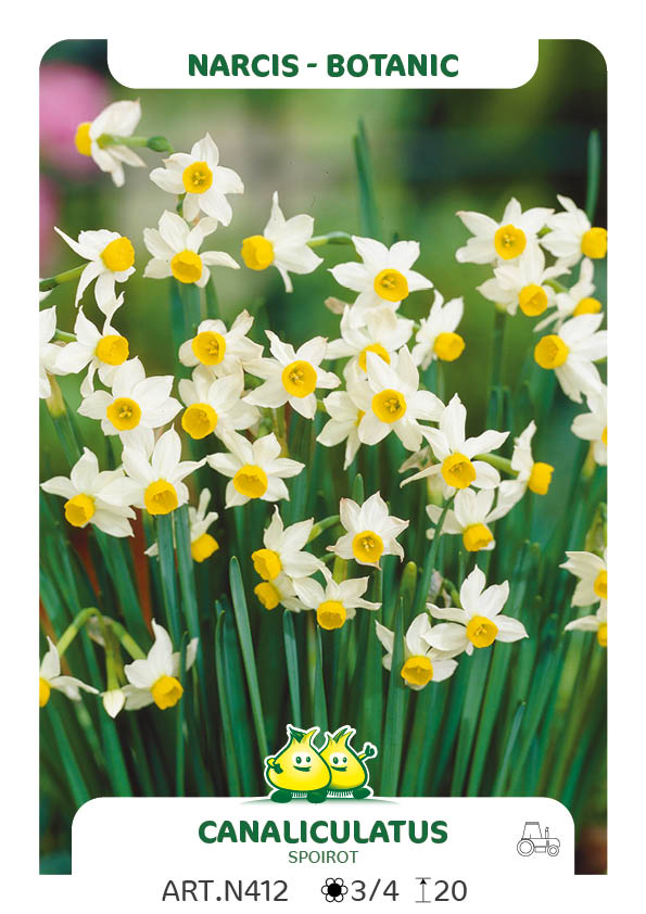 Narcis Canaliculatus