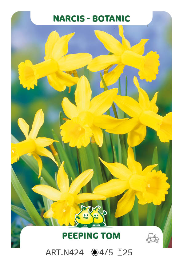 Narcis Peeping Tom