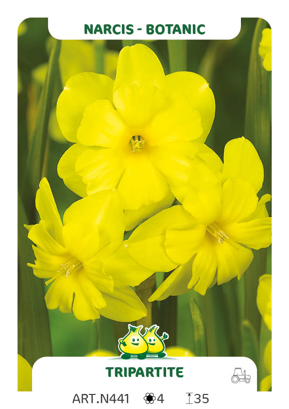 Narcis Tripartite